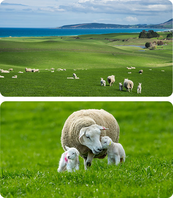 EZVIZ HB90x Dual-Lens All-Day Recording 4G Camera
+Solar Panel 8W