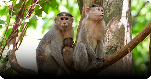 EZVIZ EB8 Pro Ranger + Solar Panel 8W - 4G & Wi-Fi Smart Home Battery Camera Kit